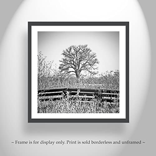 הדפס אמנות שחור -לבן סוריאליסטי עץ כותנה עץ כפור חורף